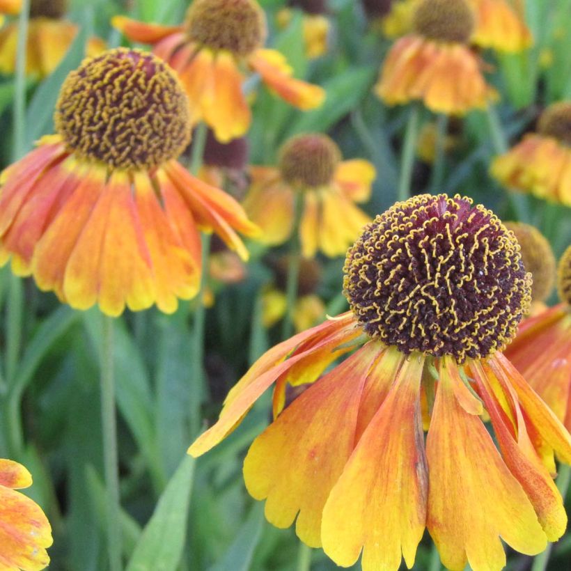 Helenium Mardi gras (Flowering)