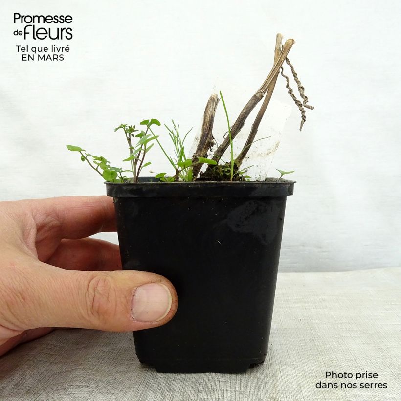 Example of Helenium Mardi gras Vasetto da 8/9 cm as you get in printemps