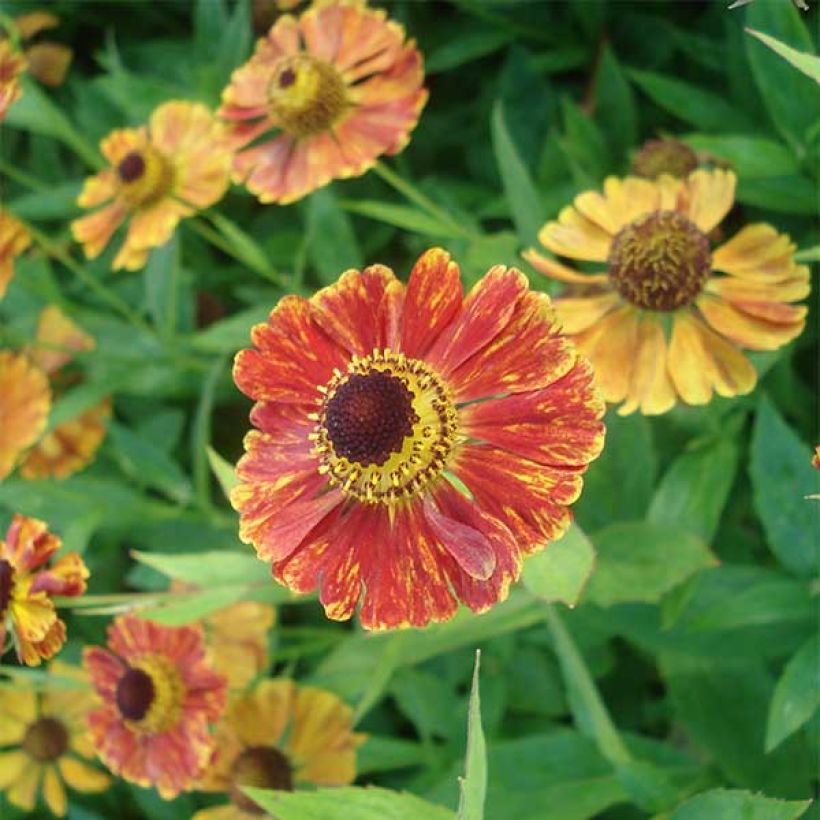Helenium Marion Nickig (Fioritura)