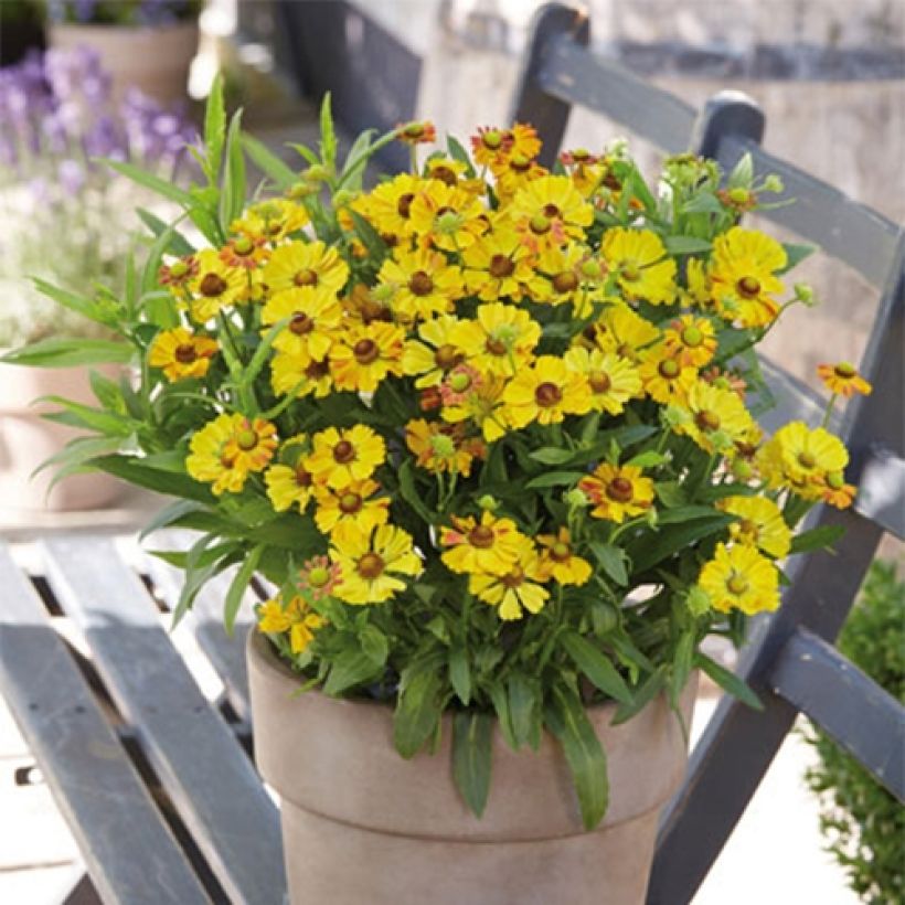Helenium Okra Sundae (Porto)