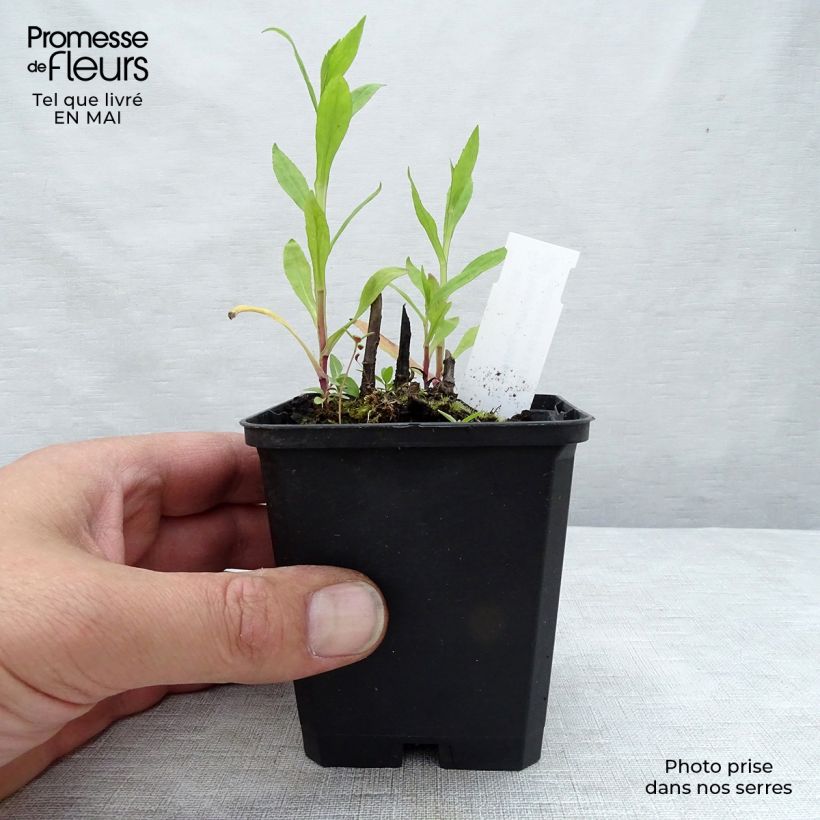 Example of Helenium Potter's Wheel Vasetto da 8/9 cm as you get in printemps