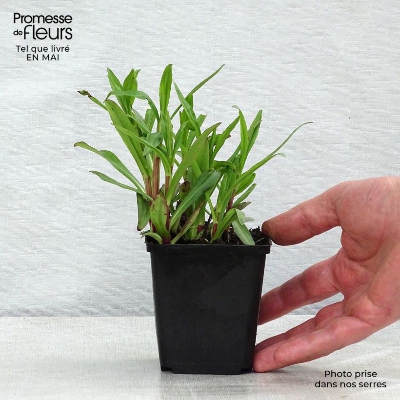 Example of Helenium autumnale Mariachi Ranchera Vasetto da 8/9 cm as you get in printemps