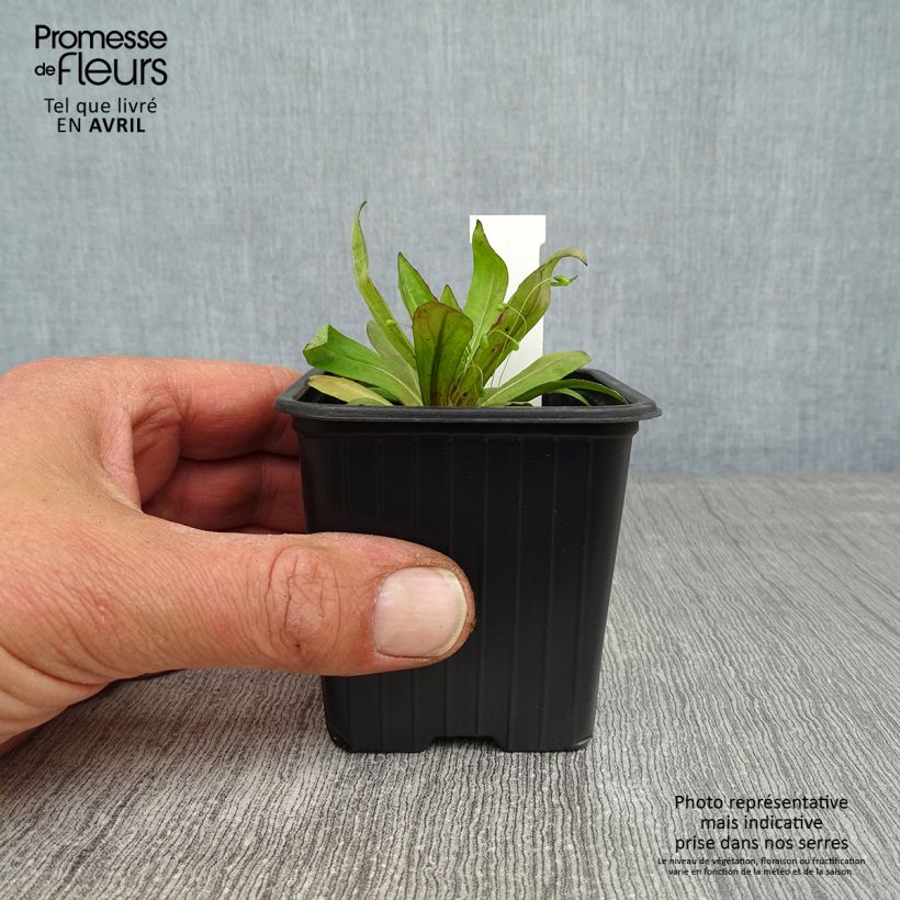 Helenium Rauchtopas Vasetto da 8/9 cm esemplare consegnato in primavera