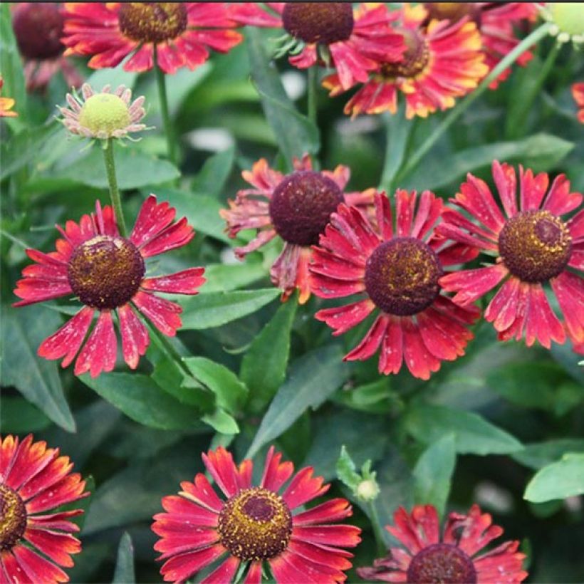Helenium autumnale Siesta (Fioritura)