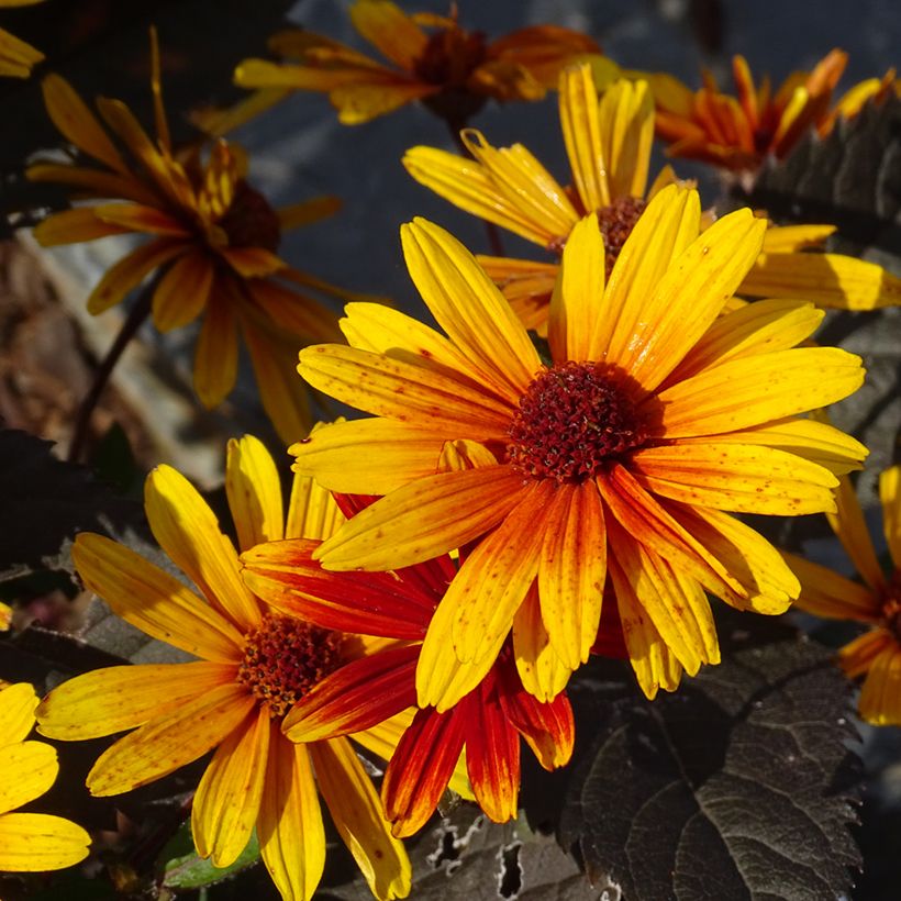 Helenium Strawberry Sundae (Fioritura)