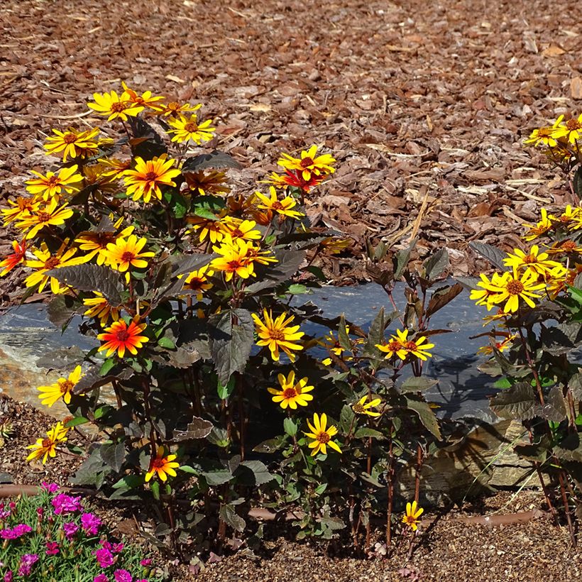 Helenium Strawberry Sundae (Porto)