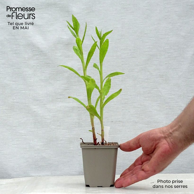 Helenium Tie Dye Vasetto da 8/9 cm esemplare consegnato in primavera