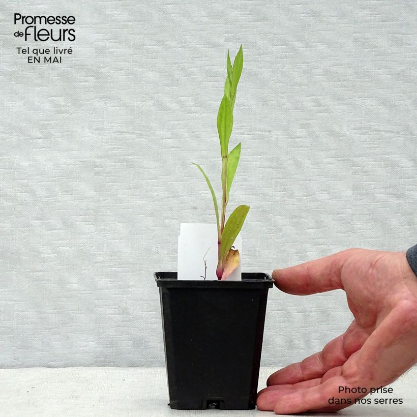 Helenium Tijuana Brass Vasetto da 8/9 cm esemplare consegnato in primavera