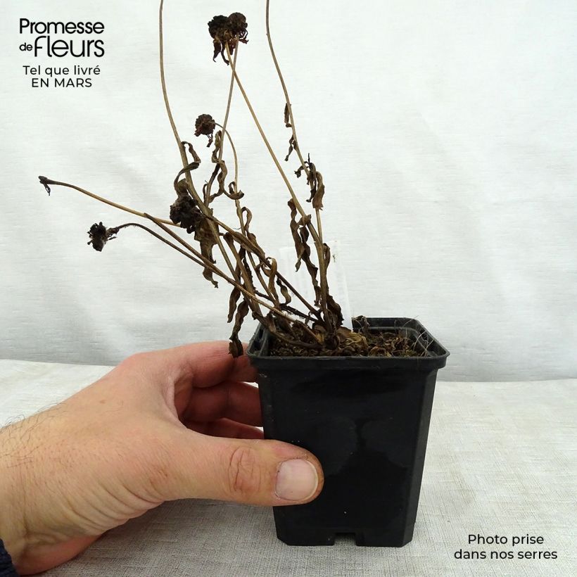 Helenium Windley Vasetto da 8/9 cm esemplare consegnato in primavera