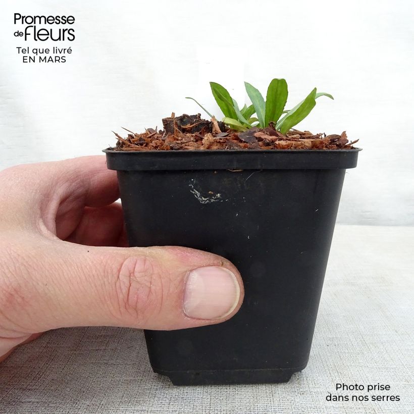 Helenium autumnale Zimbelstern Vasetto da 8/9 cm esemplare consegnato in primavera