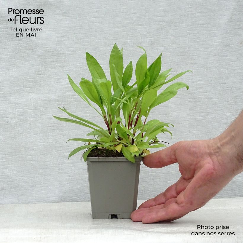 Helenium autumnale Pumilum Magnificum Vasetto da 8/9 cm esemplare consegnato in primavera