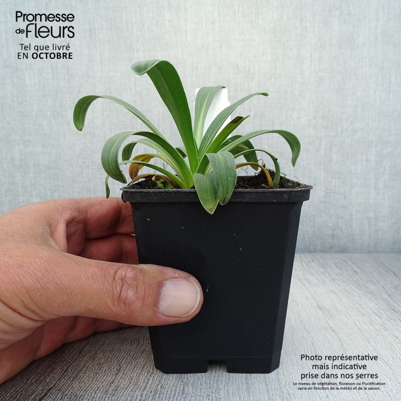 Esemplare di Hélénium hoopesii Vasetto da 8/9 cm come consegnato in autunno