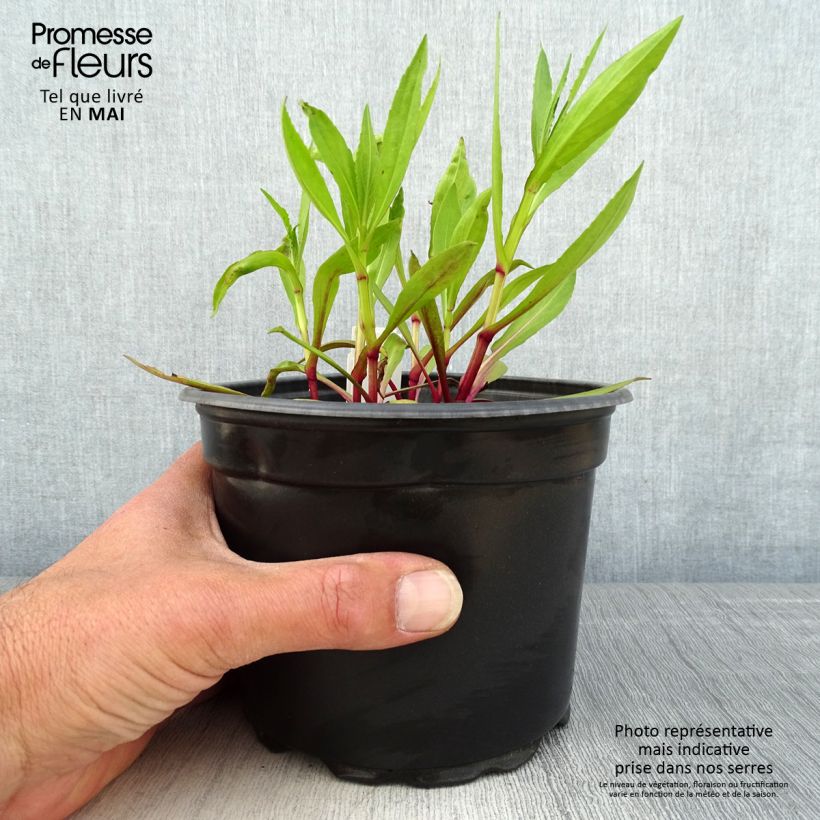 Helenium Moerheim Beauty Vaso da 2L/3L esemplare consegnato in primavera