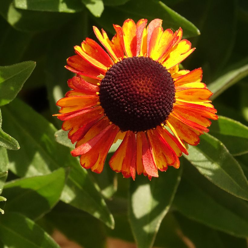 Helenium Short' n'Sassy (Fioritura)