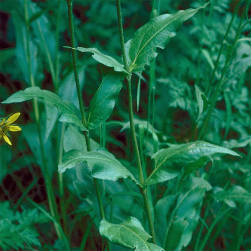 Helianthella quinquernervis (Fogliame)