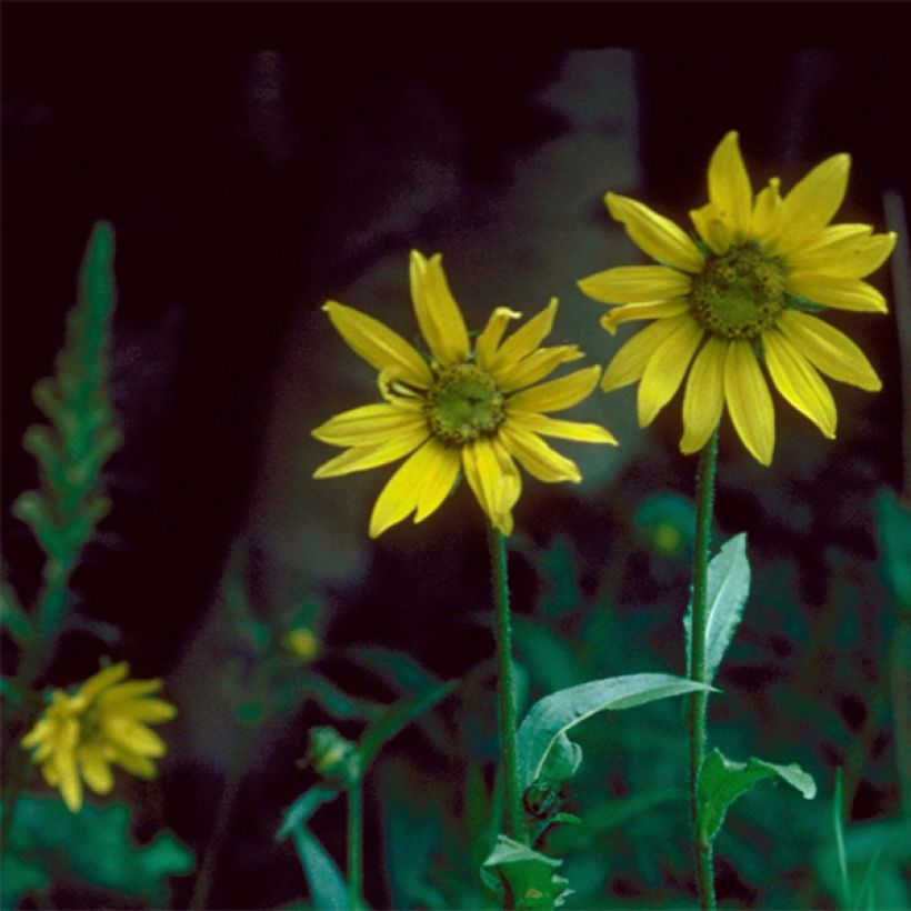 Helianthella quinquernervis (Fioritura)