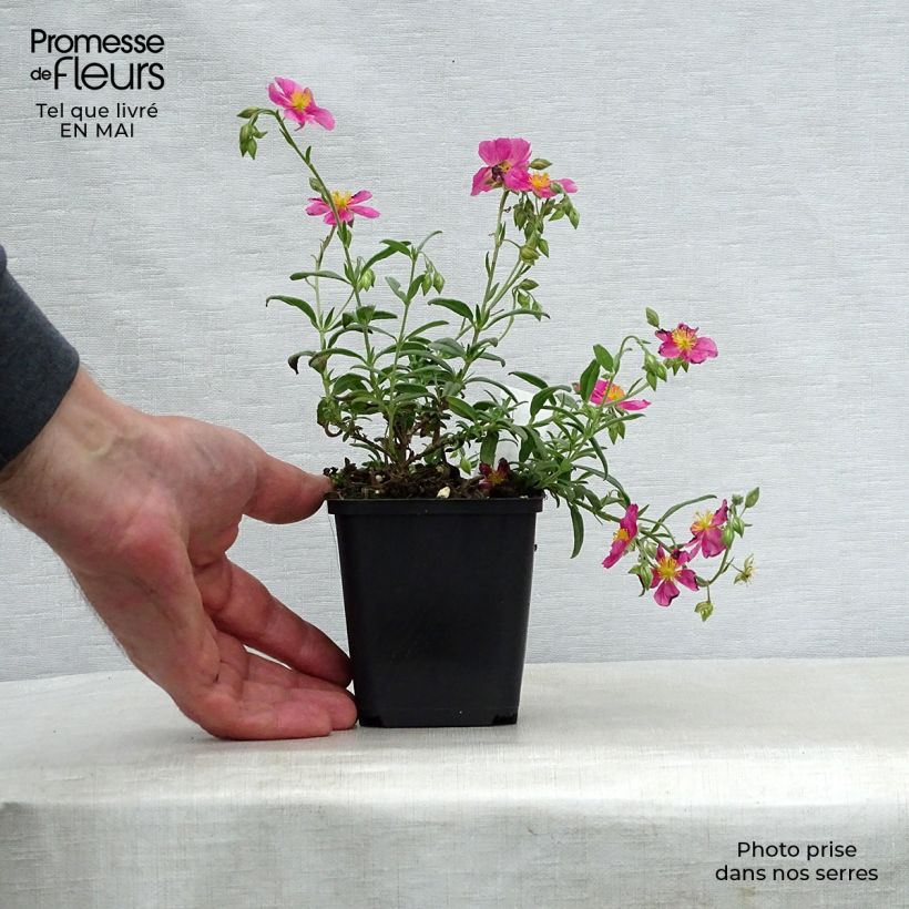Example of Helianthemum Raspberry Ripple - Eliantemo Vasetto da 8/9 cm as you get in printemps