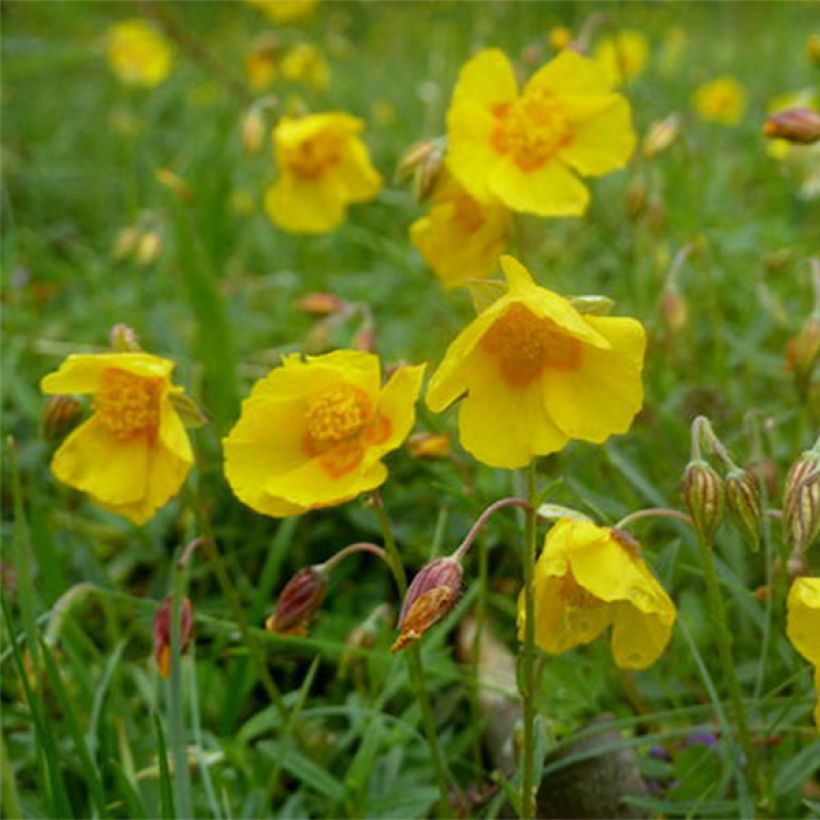 Helianthemum Ben Fhada - Eliantemo (Flowering)