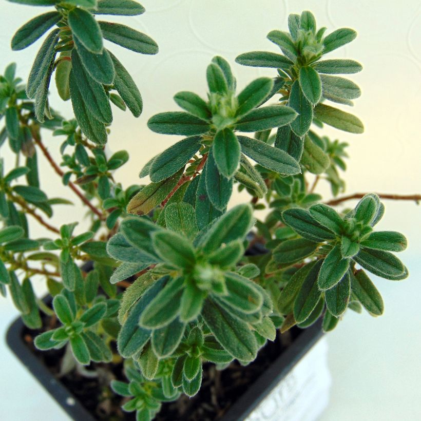 Helianthemum Ben Fhada - Eliantemo (Foliage)