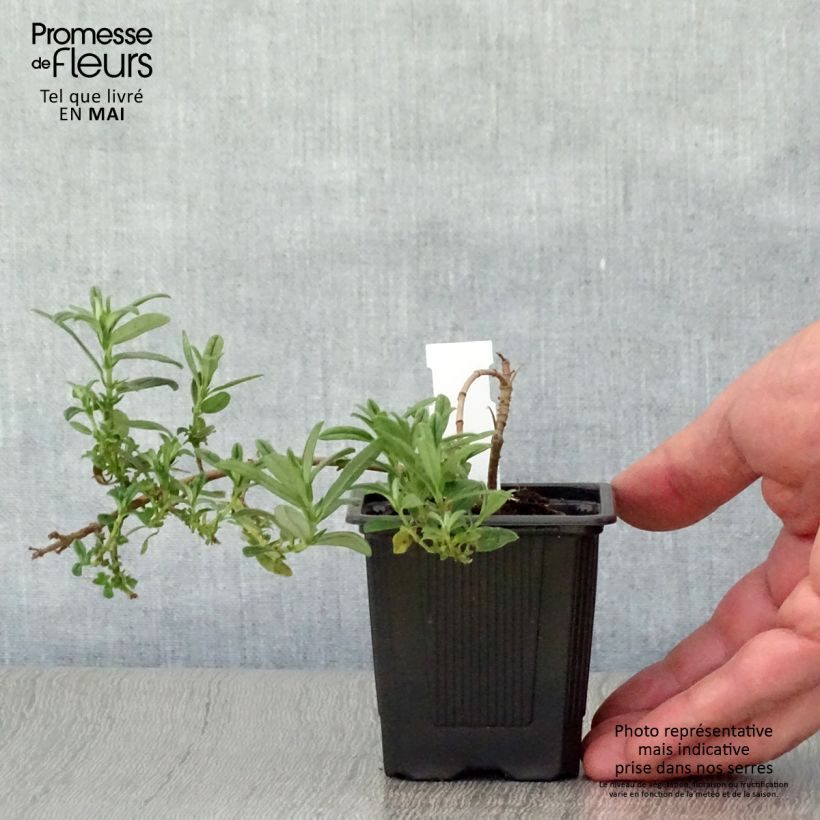 Example of Helianthemum Ben Fhada - Eliantemo Vasetto da 7/8 cm as you get in printemps