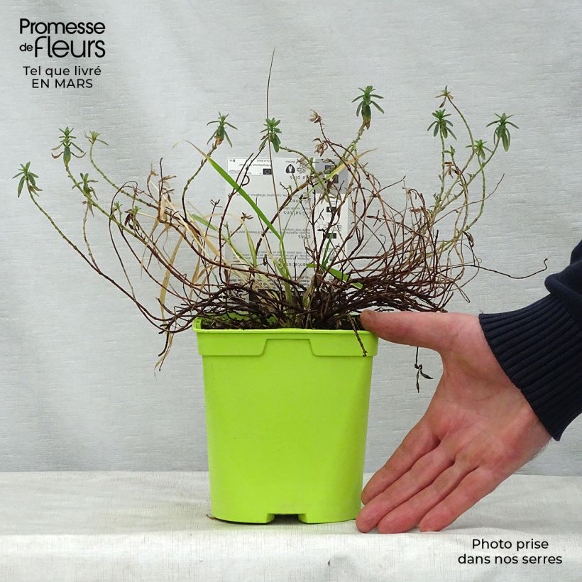 Example of Helianthemum Ben Fhada - Eliantemo Vaso da 2L/3L as you get in printemps