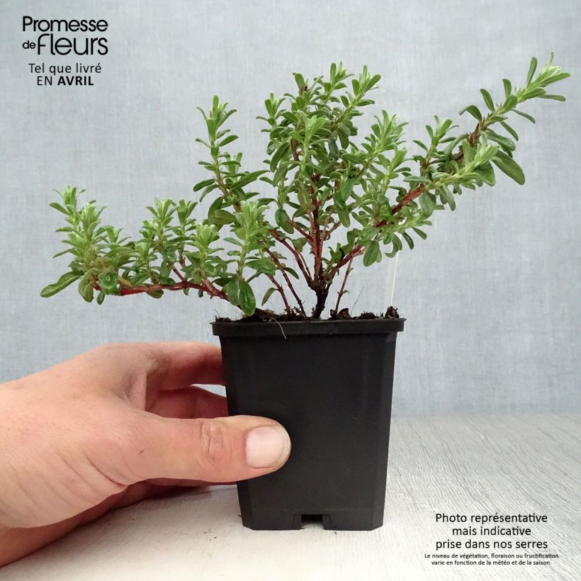 Example of Helianthemum Ben Hope - Eliantemo Vasetto da 8/9 cm as you get in printemps