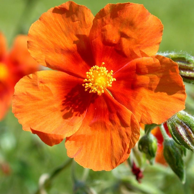 Helianthemum Bronzeteppich - Eliantemo (Flowering)
