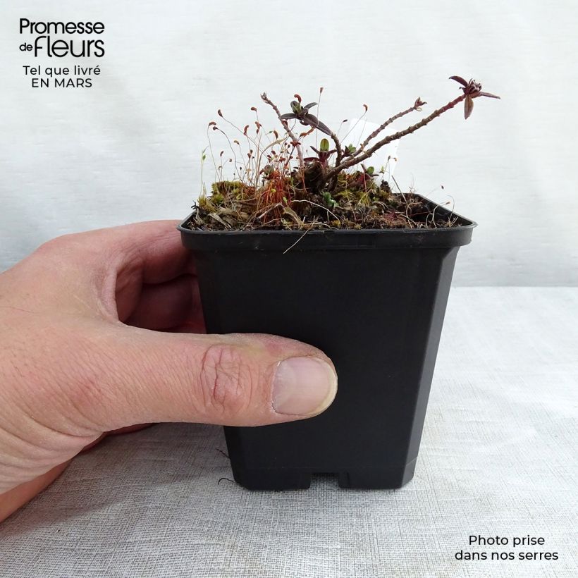 Helianthemum Elfenbeinglanz - Eliantemo Vasetto da 8/9 cm esemplare consegnato in primavera