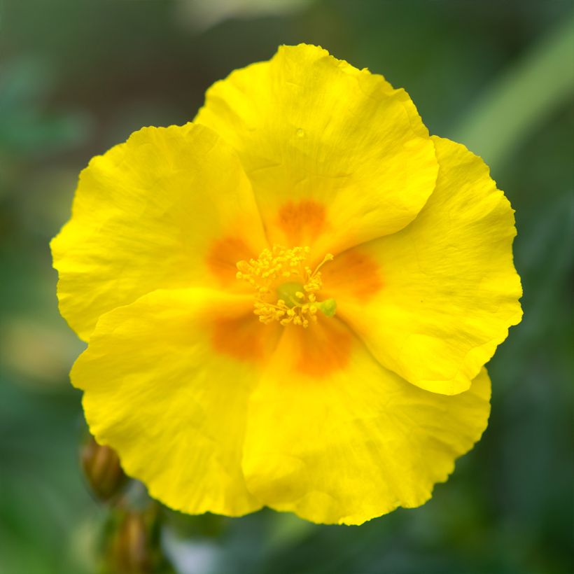 Helianthemum Golden Queen - Eliantemo (Flowering)