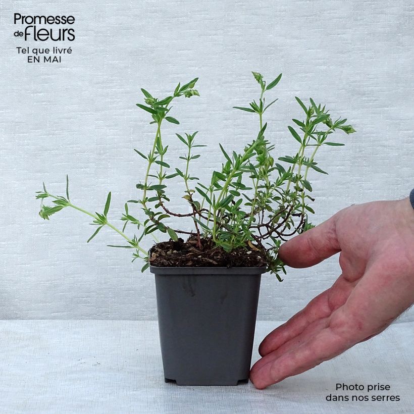 Helianthemum Lawrenson's Pink - Eliantemo Vasetto da 8/9 cm esemplare consegnato in primavera