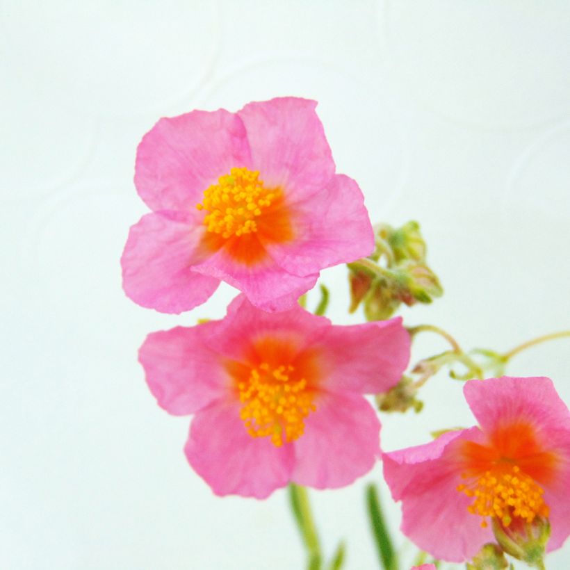 Helianthemum Lawrenson's Pink - Eliantemo (Fioritura)
