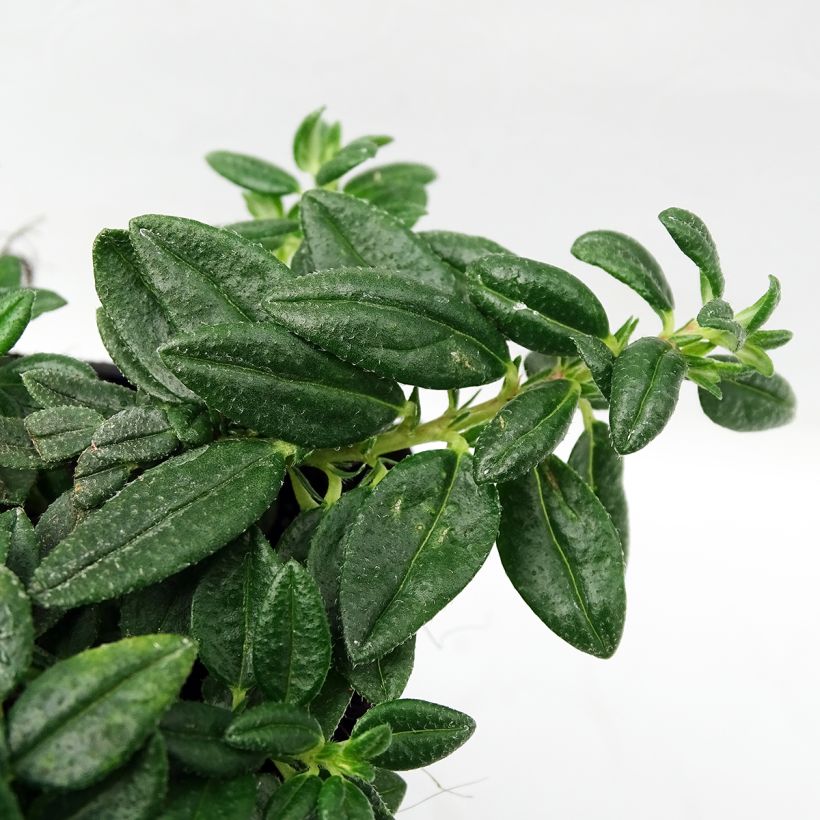 Helianthemum Orange Double - Eliantemo (Foliage)