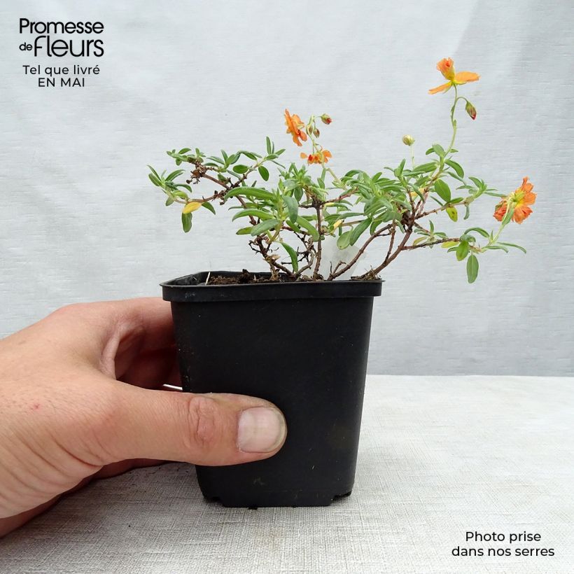 Example of Helianthemum Orange Double - Eliantemo Vasetto da 8/9 cm as you get in printemps