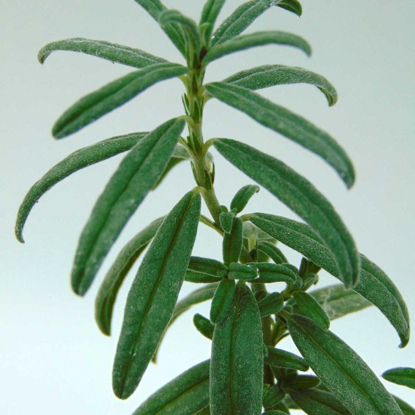 Helianthemum Raspberry Ripple - Eliantemo (Foliage)