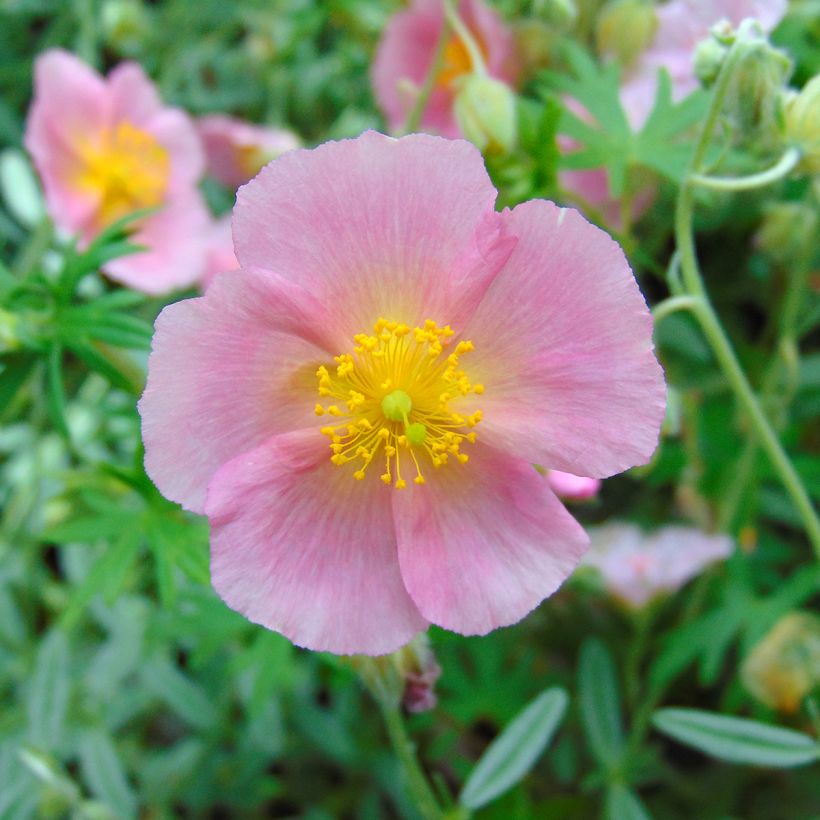 Helianthemum Rhodanthe Carneum - Eliantemo (Flowering)