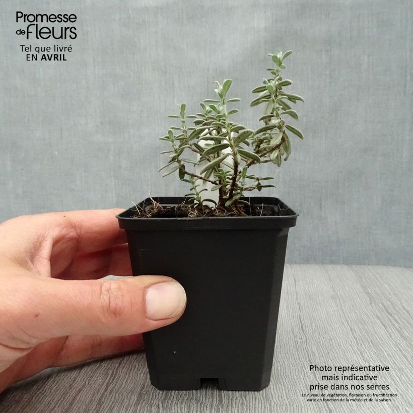 Example of Helianthemum Rhodanthe Carneum - Eliantemo Vasetto da 8/9 cm as you get in printemps