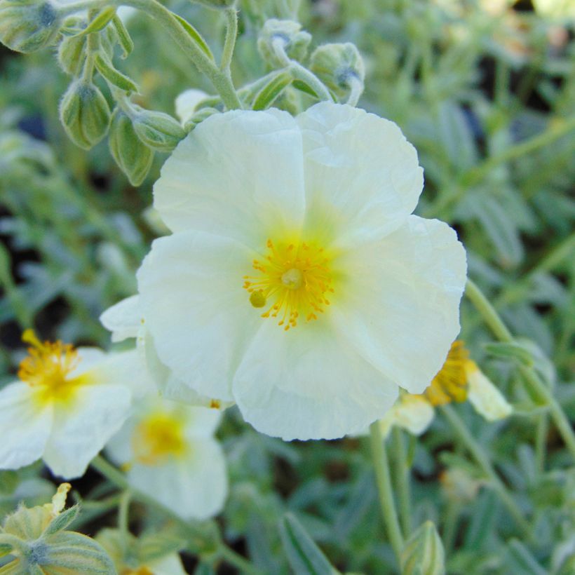 Helianthemum The Bride - Eliantemo (Flowering)