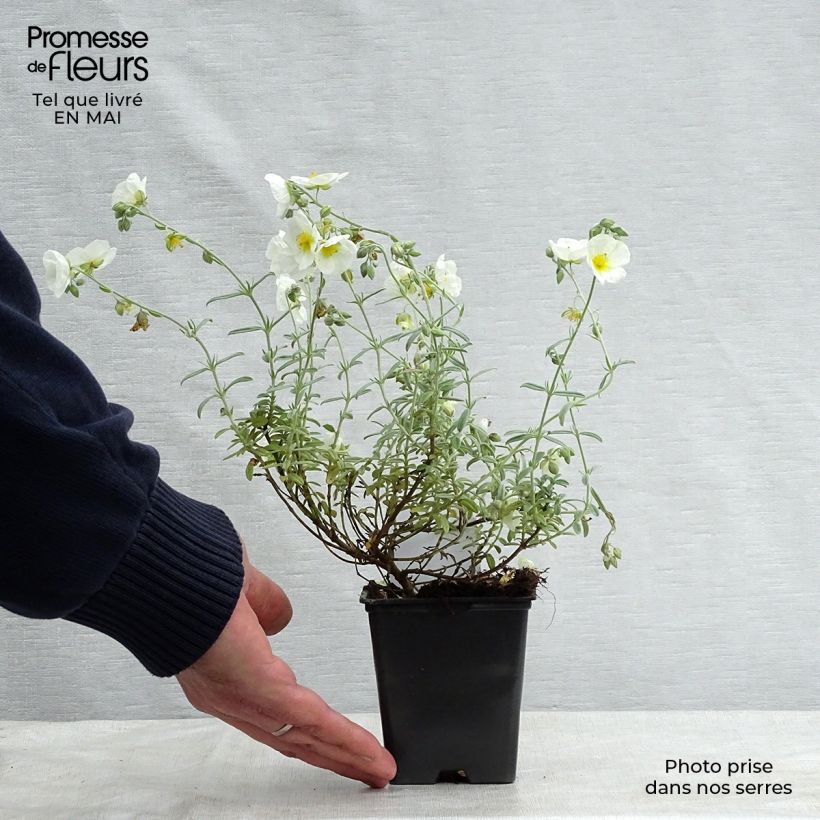 Example of Helianthemum The Bride - Eliantemo Vasetto da 8/9 cm as you get in printemps