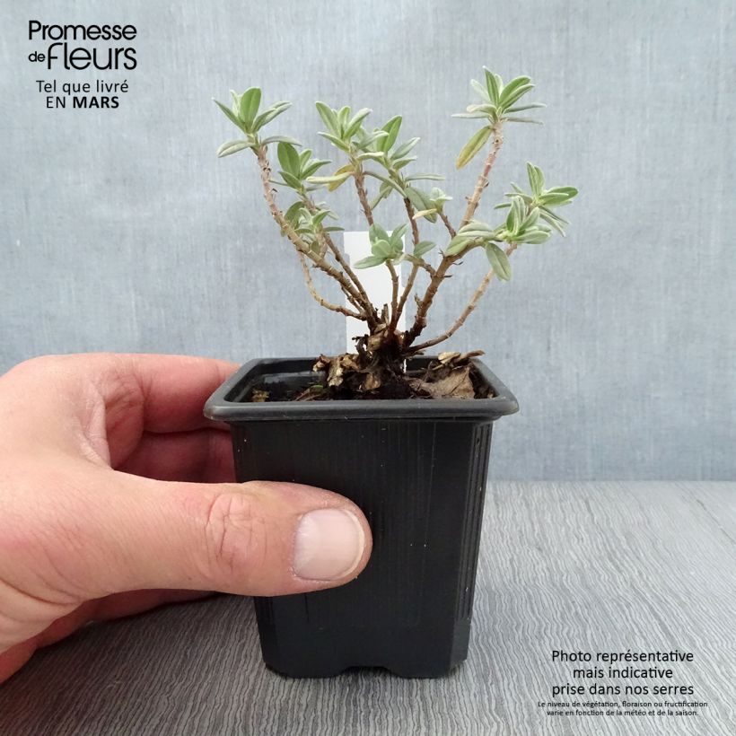 Example of Helianthemum Tomato Red - Eliantemo Vasetto da 8/9 cm as you get in printemps