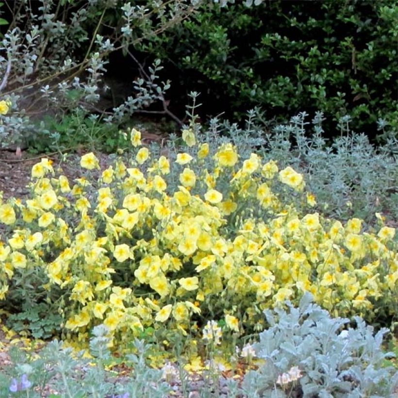 Helianthemum Wisley Primrose - Eliantemo (Flowering)