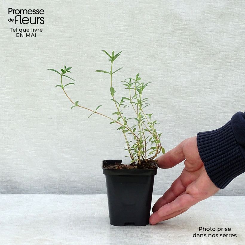 Example of Helianthemum Sulphureum Plenum - Eliantemo Vasetto da 8/9 cm as you get in printemps