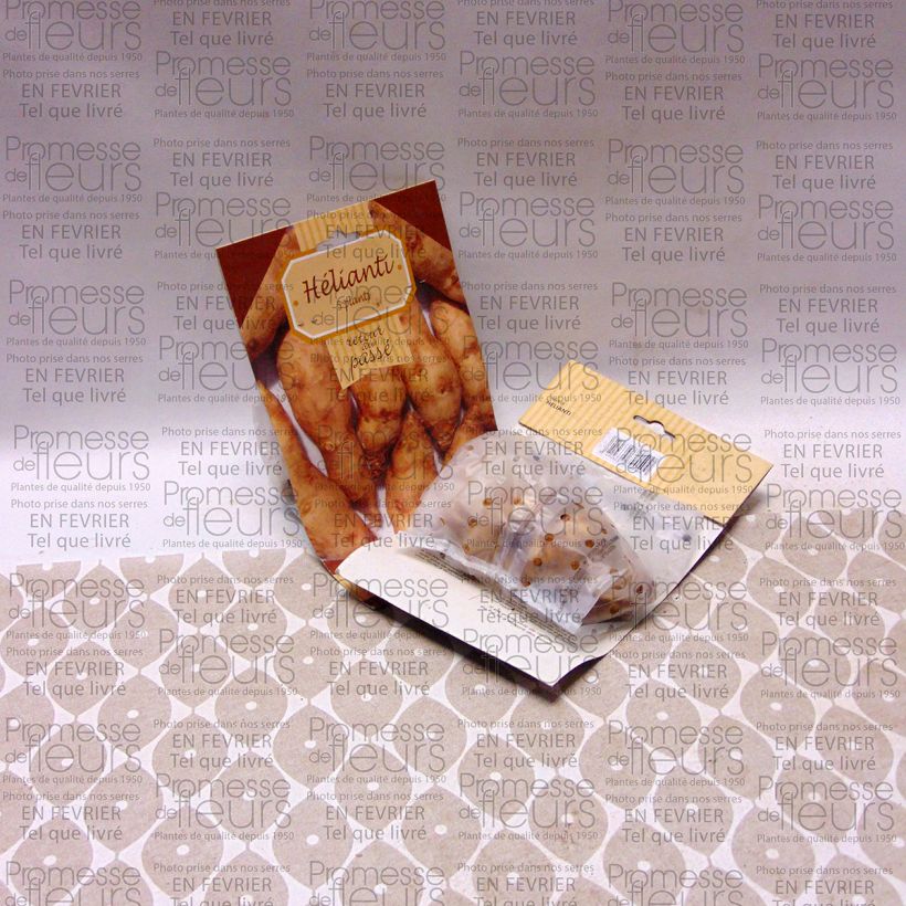 Example of Helianthus strumosus - Girasole ghiandoloso Pezzo as you get