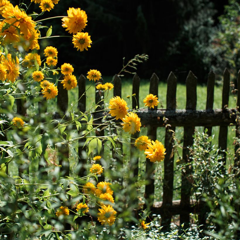 Helianthus Sunshine Daydream - Girasole (Porto)