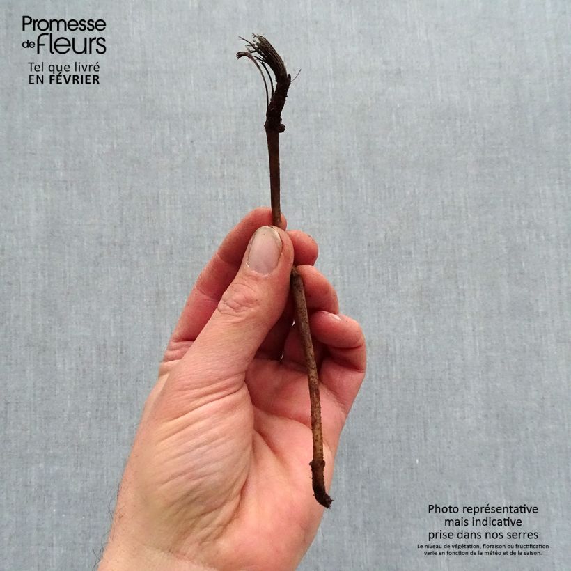 Helianthus Sunshine Daydream - Girasole Piante piccole a radice nuda esemplare consegnato in inverno