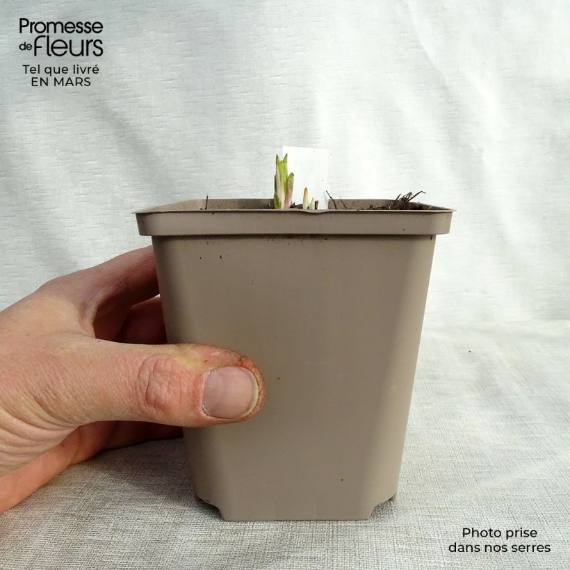 Helianthus atrorubens Monarch - Girasole Vasetto da 8/9 cm esemplare consegnato in primavera