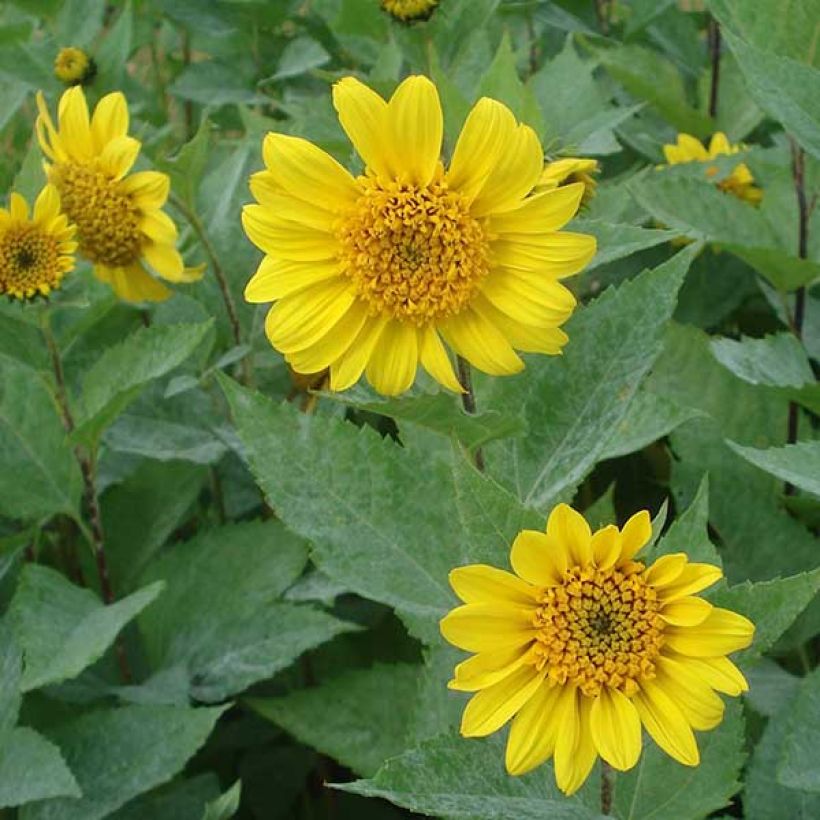Helianthus decapetalus Capenoch Star - Girasole (Fioritura)