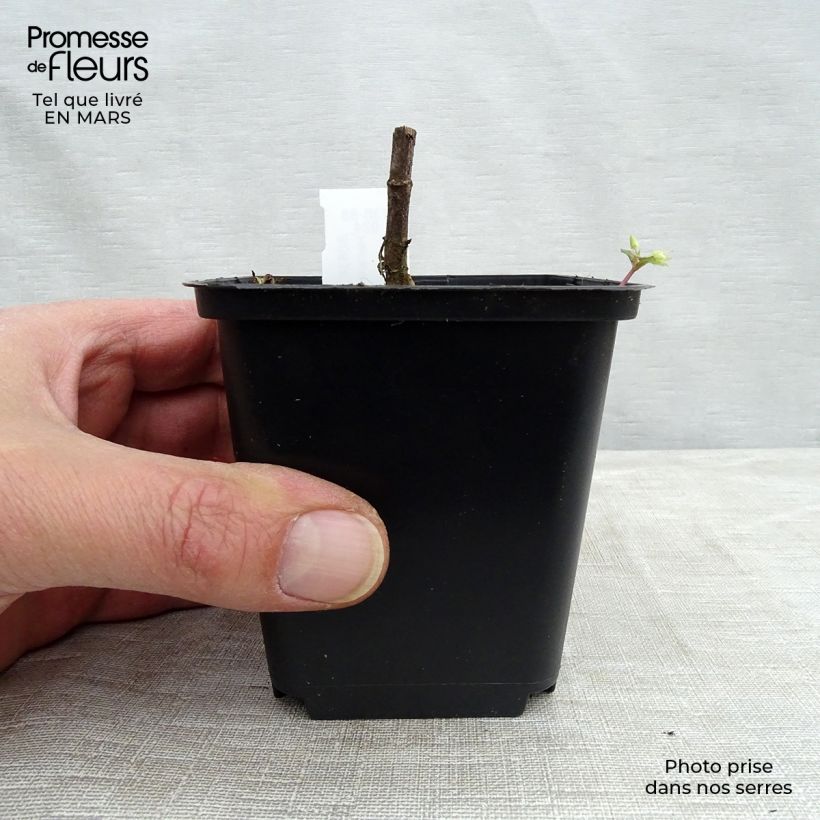 Helianthus decapetalus Capenoch Star - Girasole Vasetto da 8/9 cm esemplare consegnato in primavera