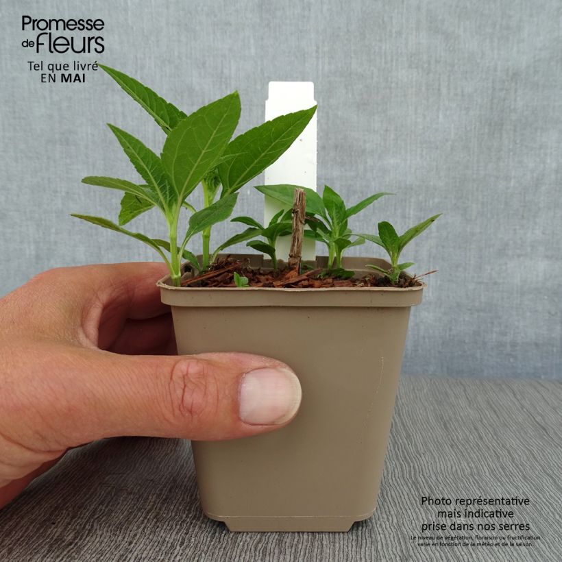 Example of Helianthus decapetalus Plenus - Girasole Vasetto da 8/9 cm as you get in printemps