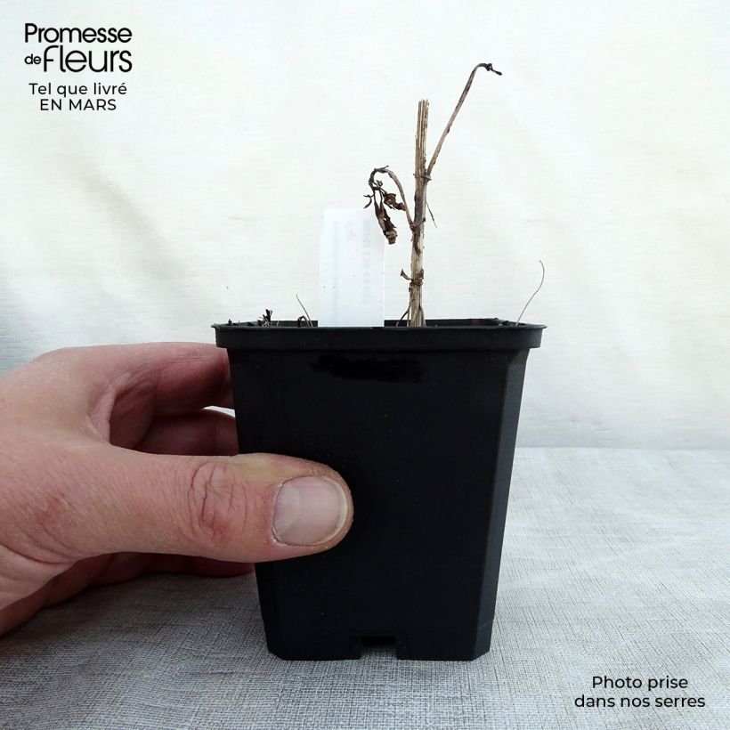 Helianthus decapetalus Soleil d'Or - Girasole Vasetto da 8/9 cm esemplare consegnato in primavera