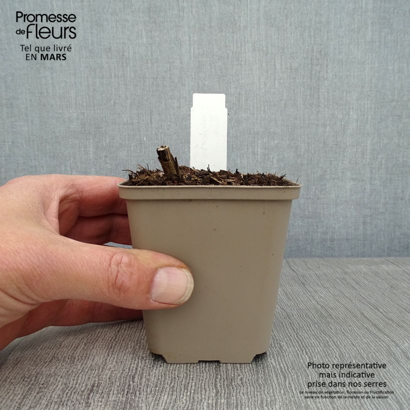 Helianthus giganteus Sheila's Sunshine - Girasole gigante Vasetto da 8/9 cm esemplare consegnato in primavera